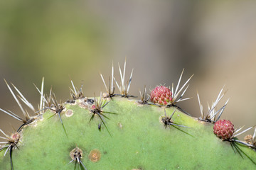 Parte superior de un cactus con sus espinas y sus frutos.