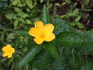 beautiful flower with green leaves