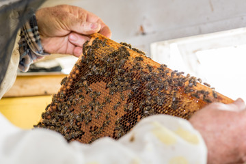 The beekeeper checking the beehive