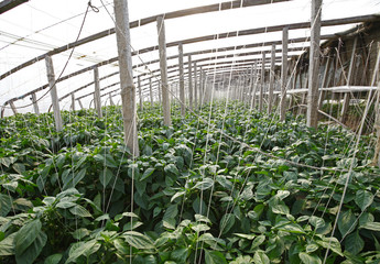 Green pepper grown in greenhouses