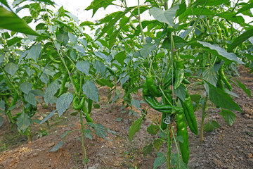 Green pepper grown in greenhouses