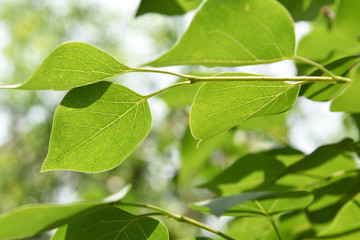 Close-up of  green leaves