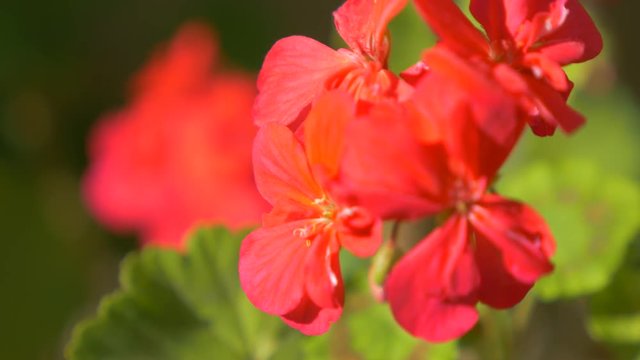 Red geranium garden flower close-up 4K 2160p UHD video - Pelargonium red beautiful flower outdoor 4K 3840X2160 UHD footage