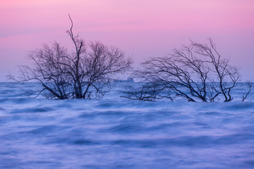 Fototapeta na wymiar Dead tree in the sea