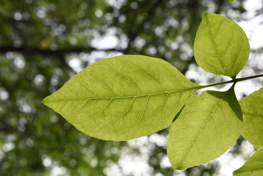 Close-up of  green leaves