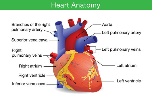 Human heart anatomy vector isolated on white background. This illustration about medical and health care.