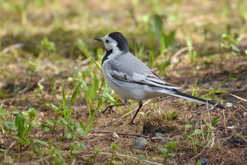 Obraz premium White Wagtail Bird on Forest Ground (Western Siberia)