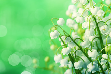 lily-of-the-valley flowers over green natural backgrounds with b