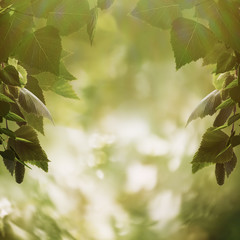 Beauty seasonal backgrounds with shallow focus and natural bokeh