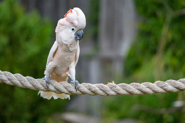Cockatoo on a rope © emranashraf