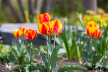 Red and Yellow Tulips