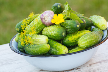 Cucumbers, garlic and dill in metal bowl in garden on sunny day