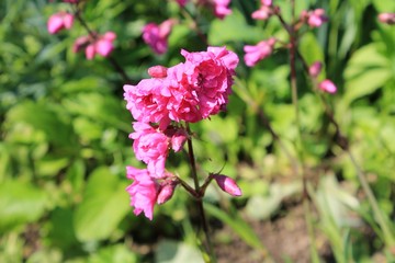 Pink flowers in garden 