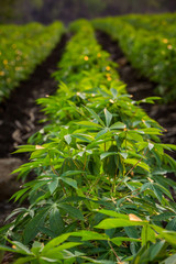 The small cassava in the morning,Thailand.