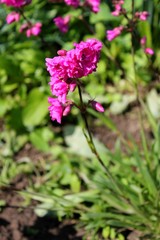 Pink flowers in garden 