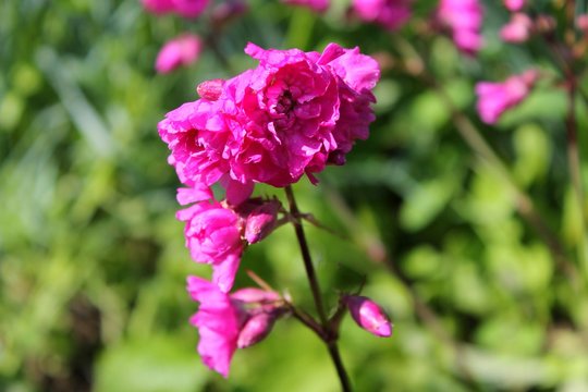 Pink flowers in garden 