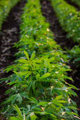 The small cassava in the morning,Thailand.