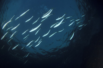 Fototapeta na wymiar Tuna fish in sea