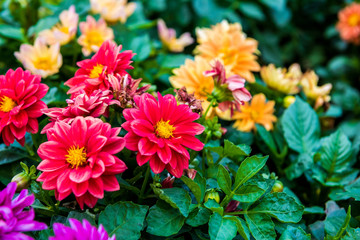 Beautiful flowers of chrysanthemums in the park