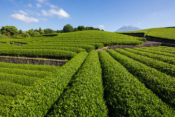 新茶畑と富士山
