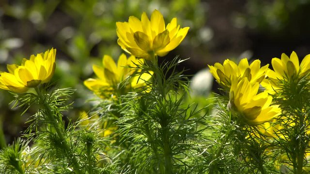 Yellow Flowers Adonis Spring in the Garden.counter Sunlight