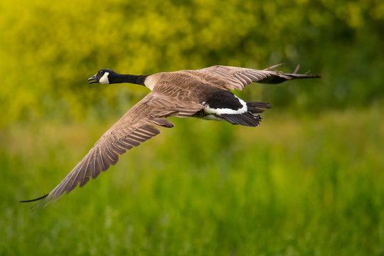 Canadian goose in a swamp