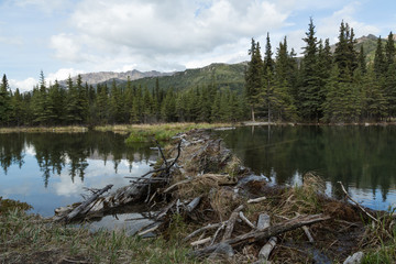 Beaver Dam at Denali's Horseshoe Lake
