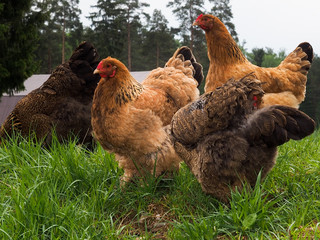 Chickens, roosters in the high green grass 