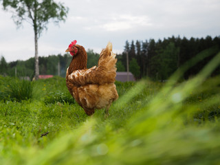 Hen beautiful, mottled in the high green grass 