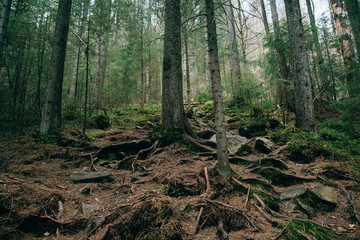 Green Mountain Forest background. Misty pine forest landscape. Travel