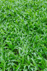 green grass turf garden in morning