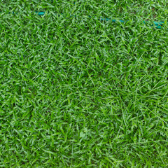 green grass turf