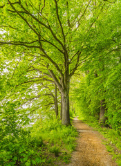 Fototapeta na wymiar Landschaft Laubbäume Wald Weg