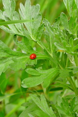 Ladybug on a green leaf. Bright red insect in grass. Small ladybird nature. Ladybug insect the beetle. Natural beauty