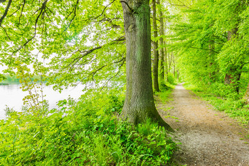 Alter Baum am Waldrand