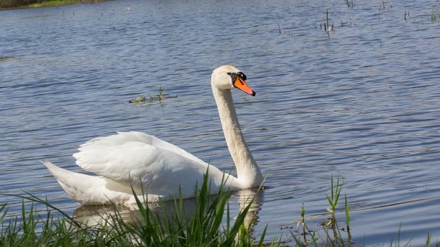 Alone swan, Cygnus, single bird on water, Czech Republic