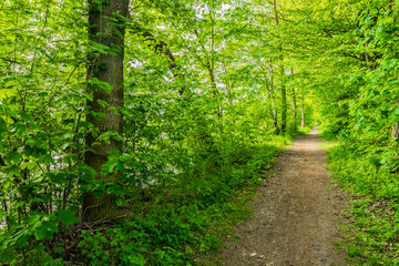 Fototapeta na wymiar Wald Spaziergang Natur