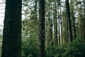 Obraz premium Green Mountain Forest background. Misty pine forest landscape. Travel