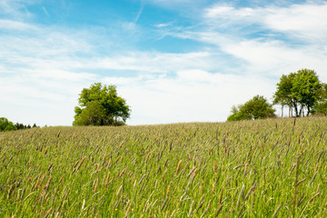 Nice meadow with green trees