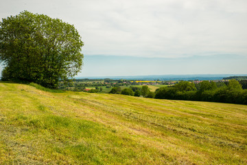 Nice meadow with green trees