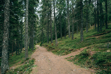 Obraz premium Road trek into the mountain Misty green forest for hiking, Travel