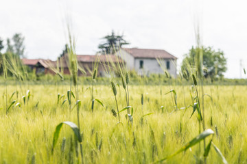 ears in a field of green wheat