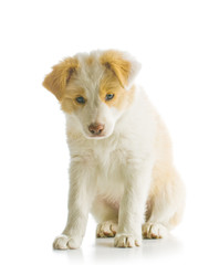 Border Collie puppy