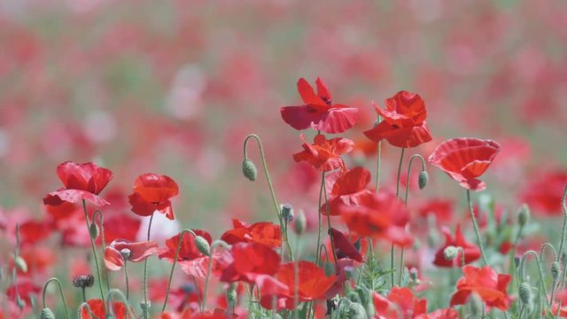 Shirley Poppy Flowers,at Showa Memorial Park,Tokyo,Japan,Filmed in 4K