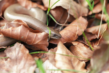 Blindschleiche zwischen Laub