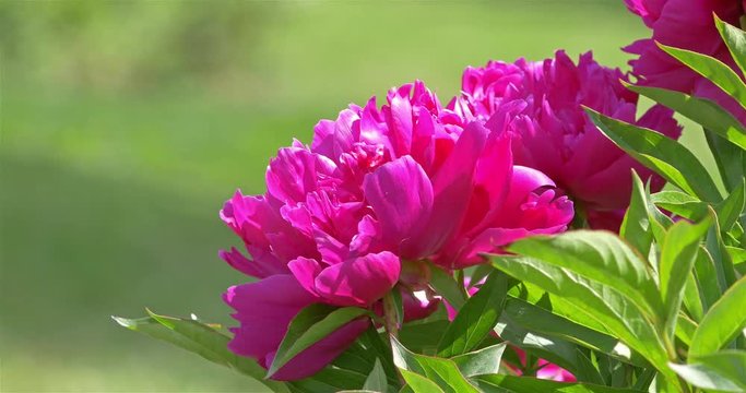Pink Peony (Paeonia) Flower Close Up
