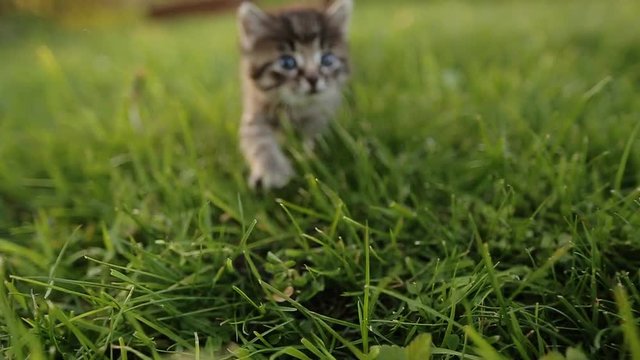 Cute kitty with blue eyes walking on the garden.