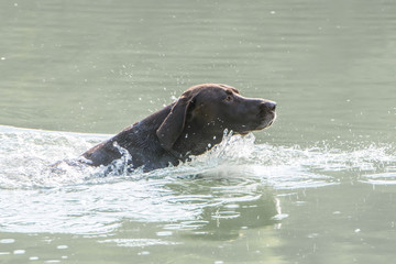 Schwimmender Deutsch Kurzhaar