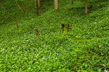 Bärlauchblüte in der Ammerschlucht