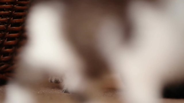 Funny cats fighting with each others near wooden backet.